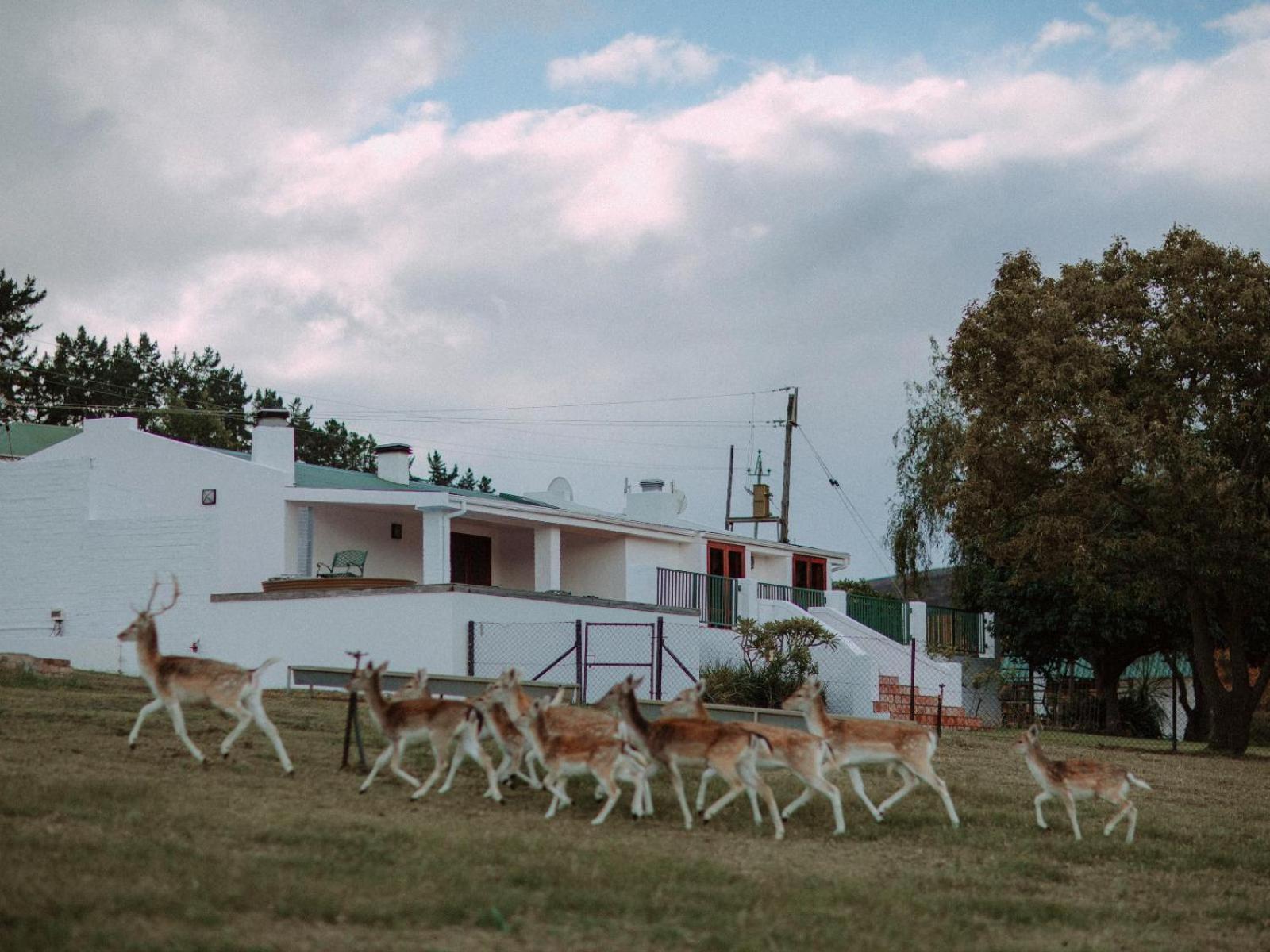 Ou Meul Farm Cottage Botrivier Szoba fotó